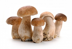 Mushrooms-Photo-1
